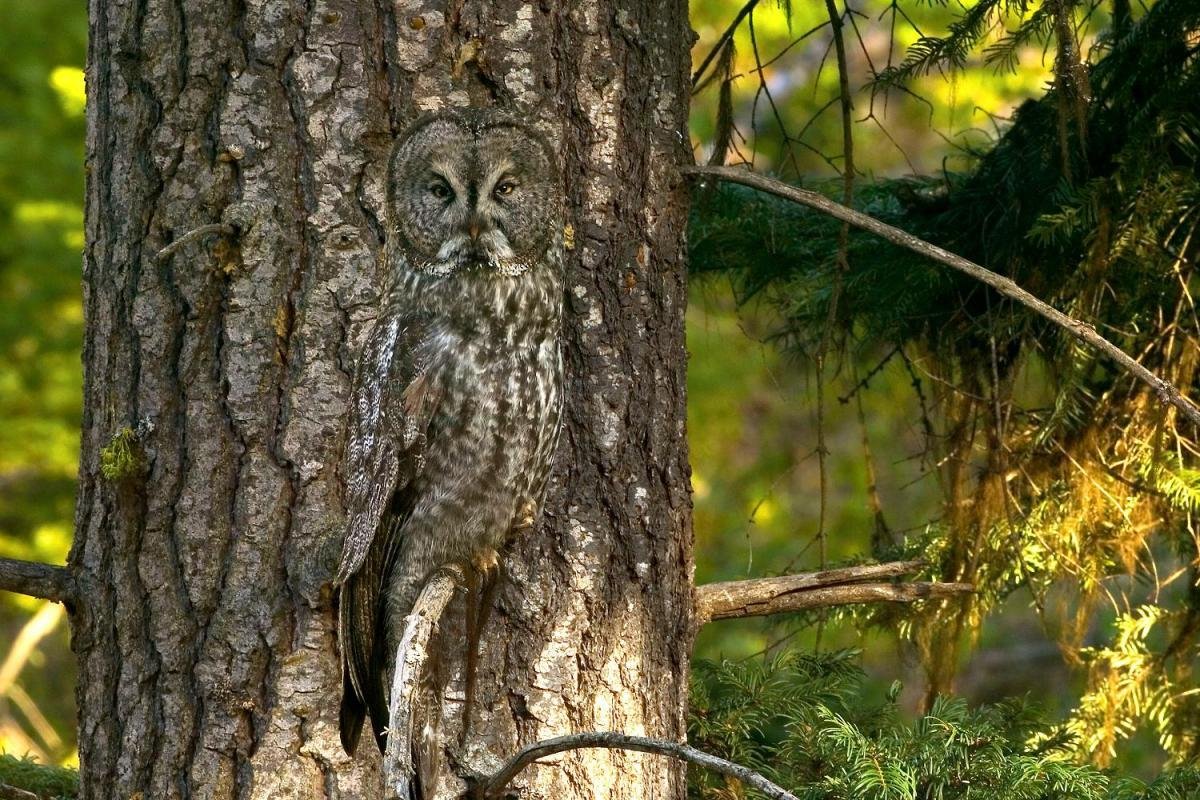 Ушастая Сова маскировка