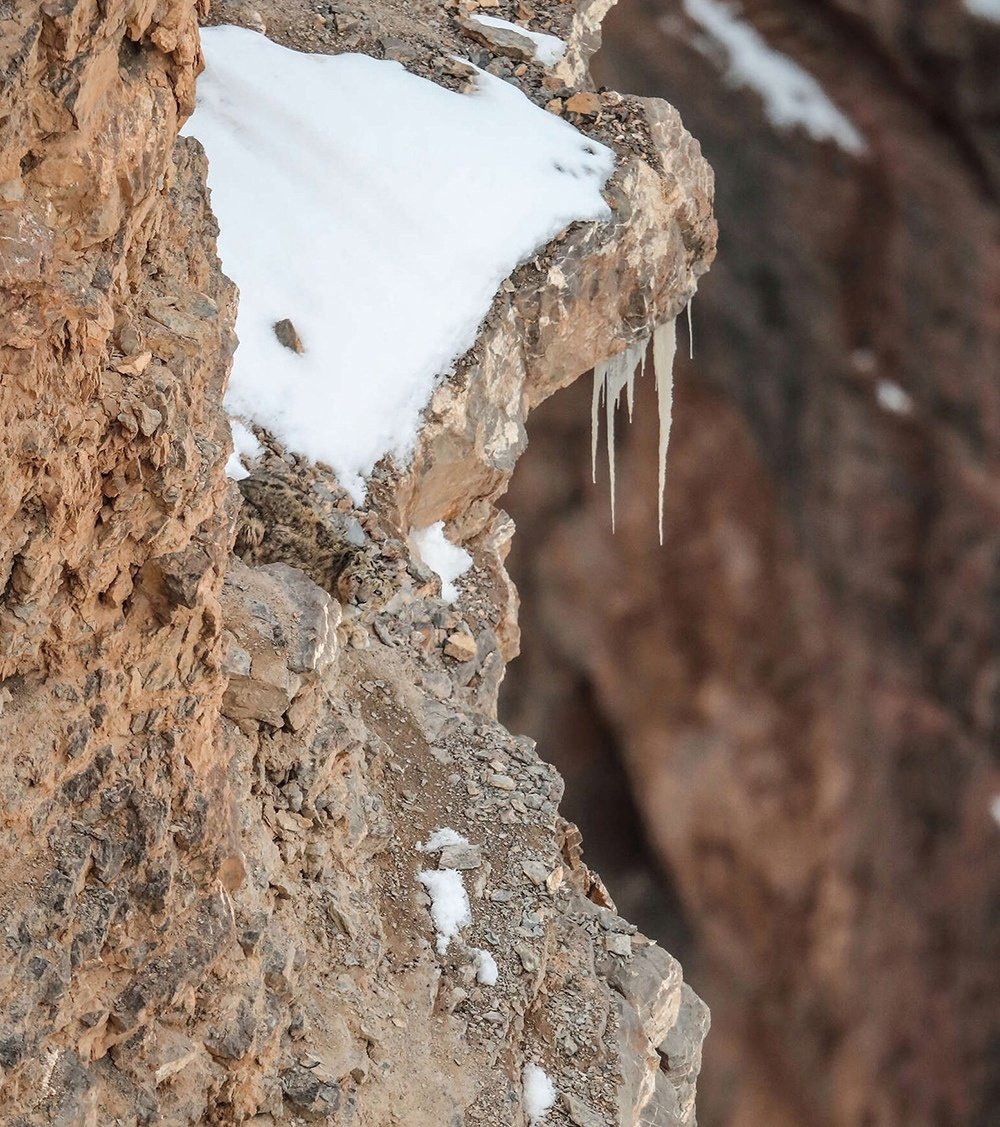 Замаскированный Амурский тигр