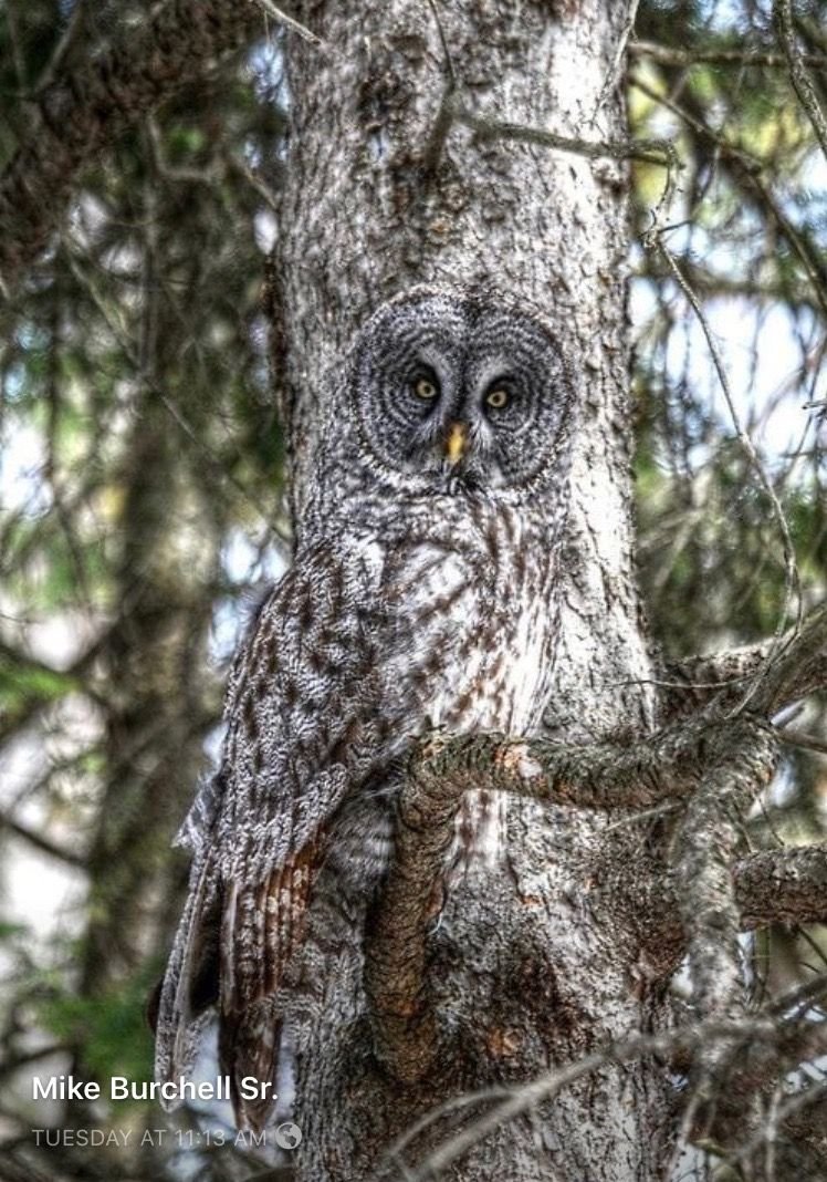 Сова Мимикрия