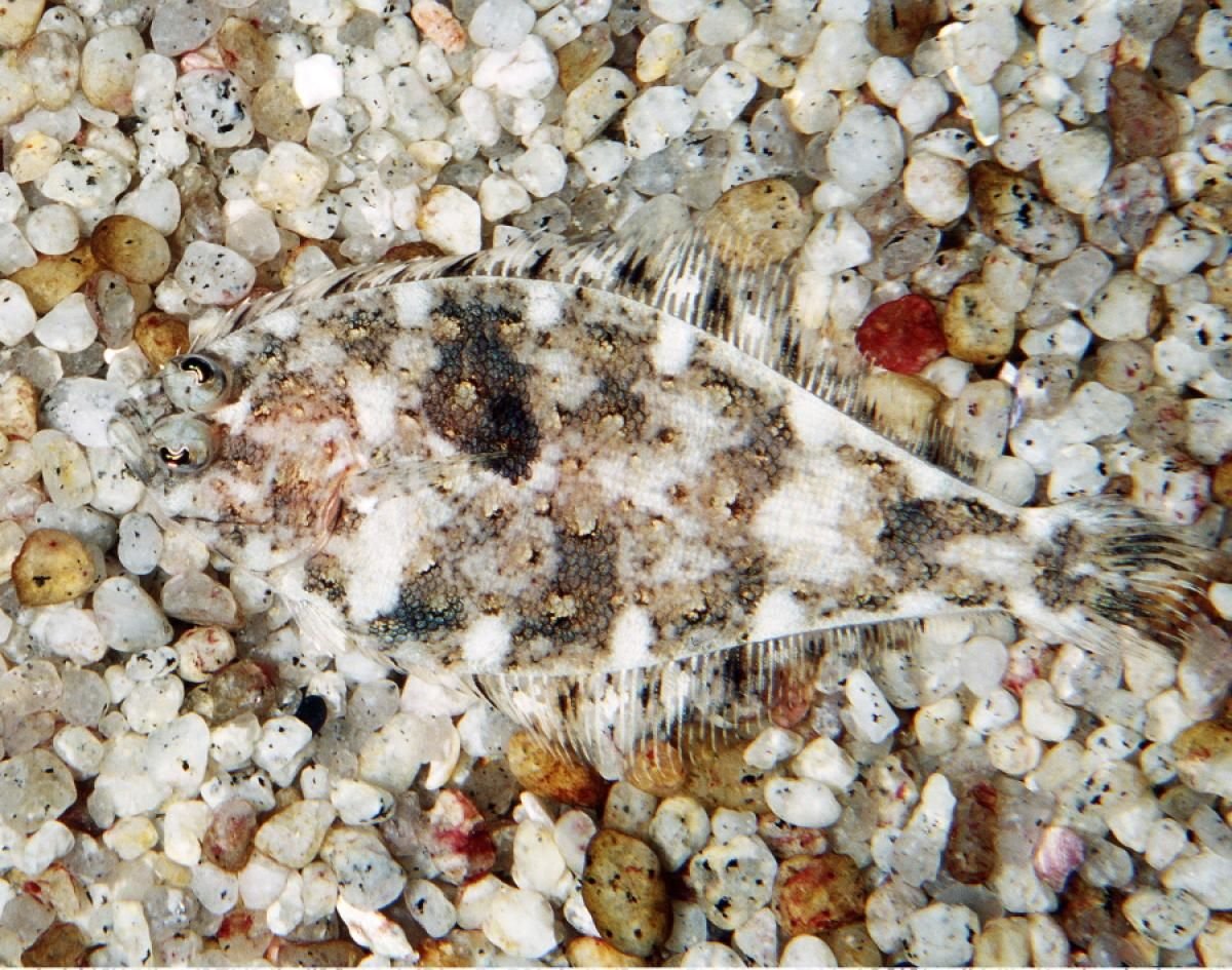 Ушастая Сова маскировка