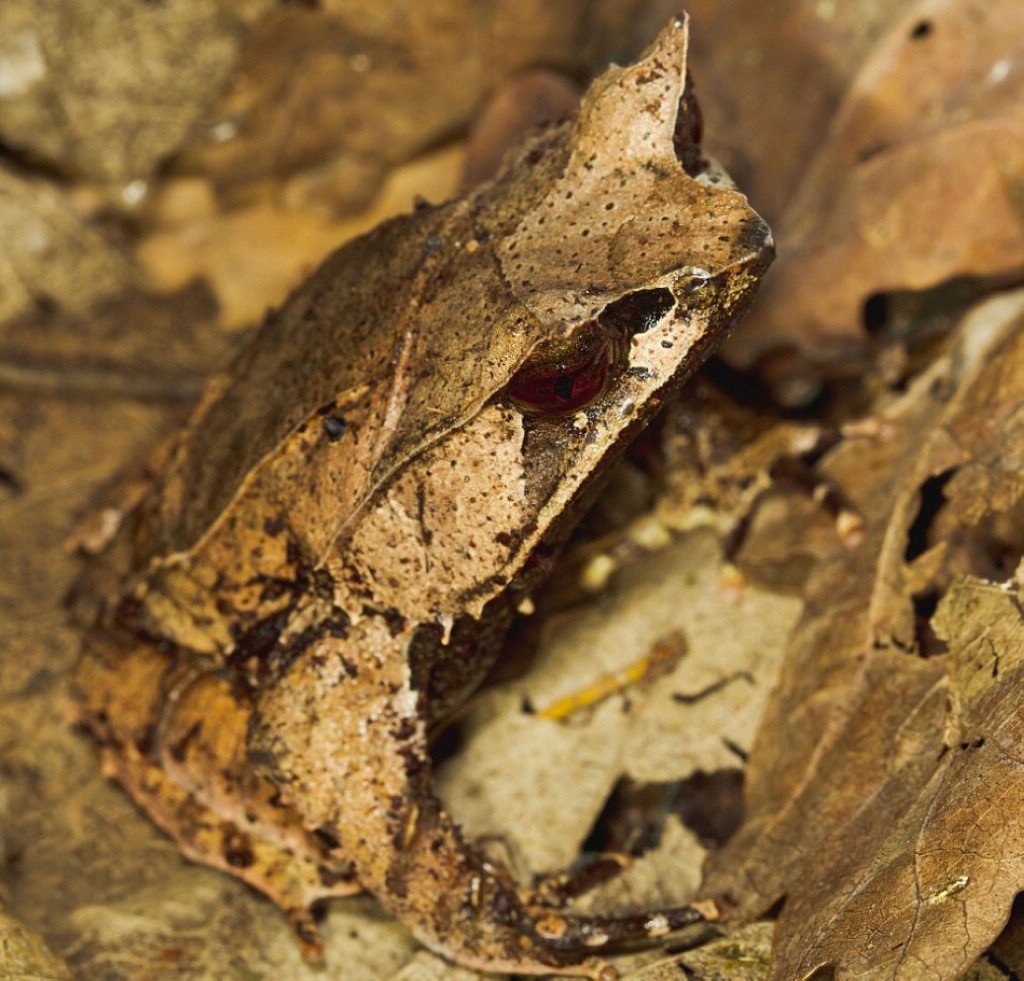 Мастера маскировки лягушка