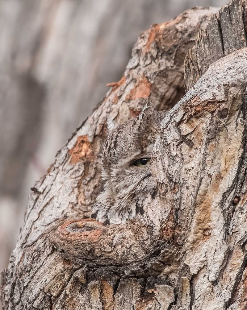 Маскировка животных