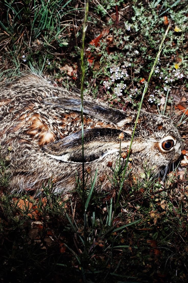 Плоскохвостый геккон маскировка