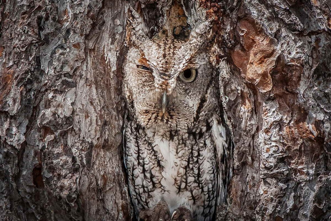 Маскировка животных