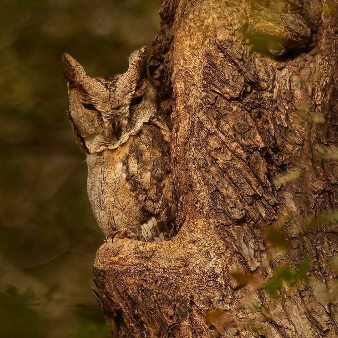 Сова Мимикрия