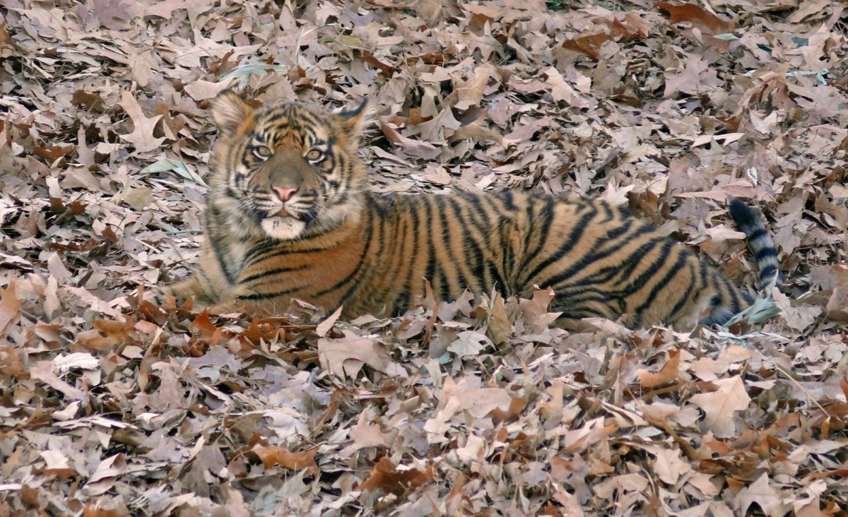 Коты мастера маскировки