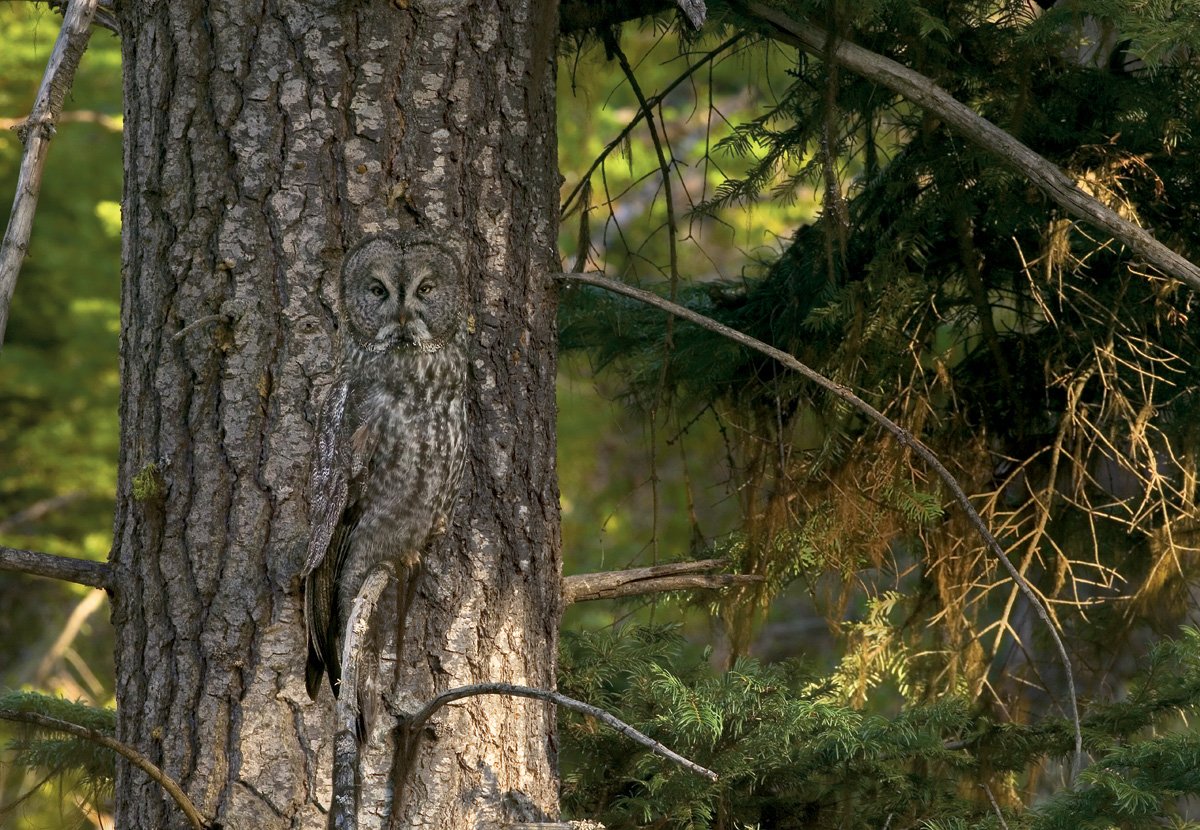 Трава в саванне