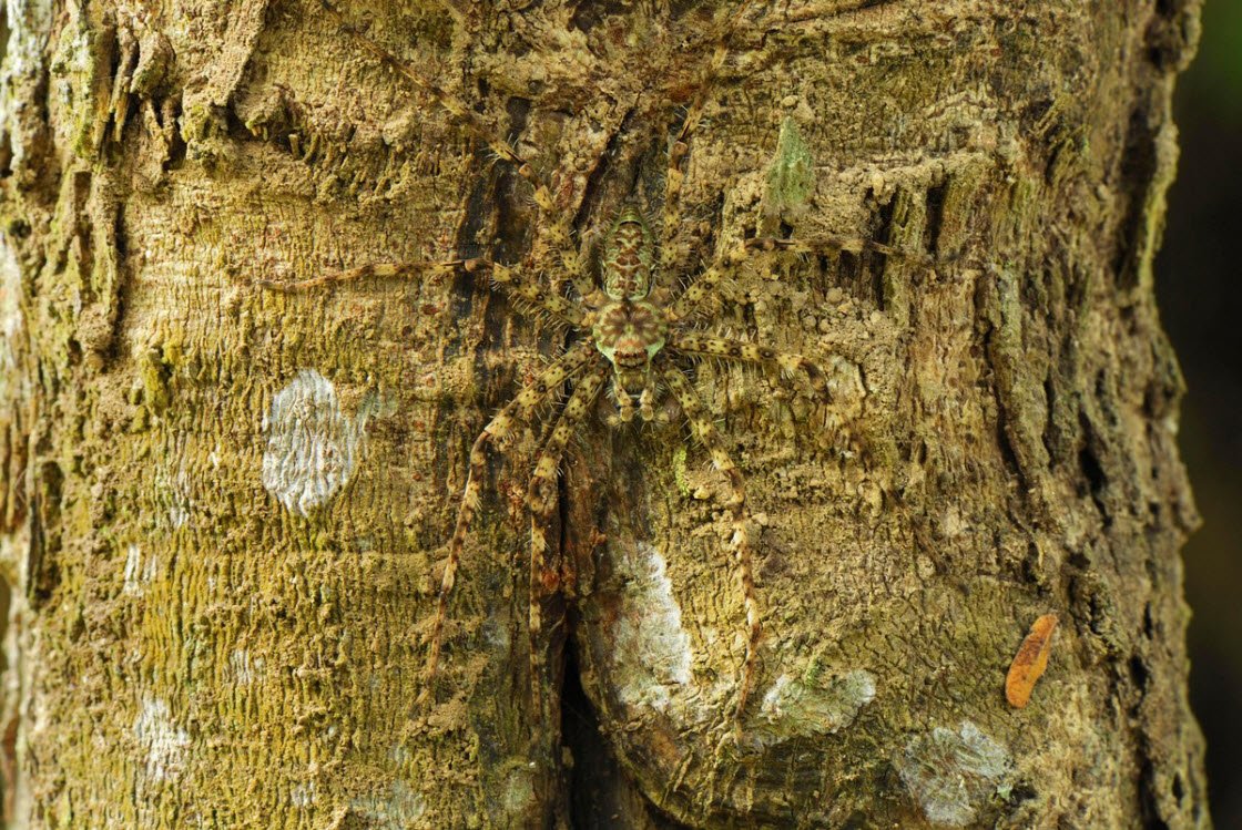 Сова Мимикрия