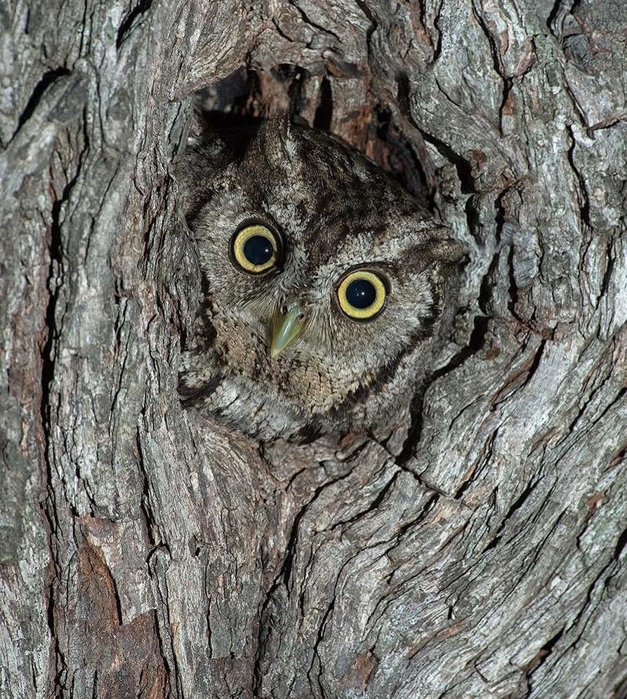 Леопард маскировка