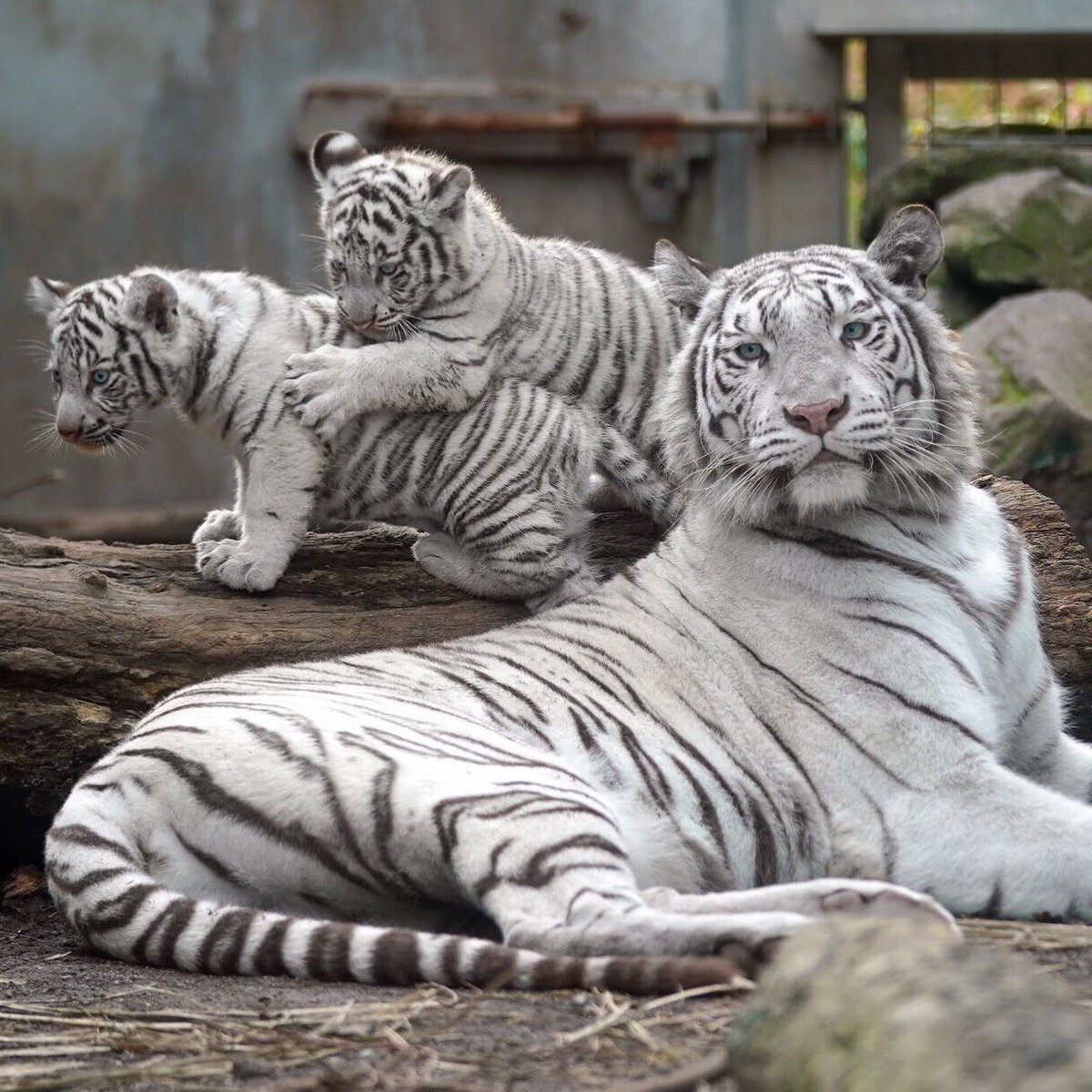 Белый тигр и тигрица с тигрятами