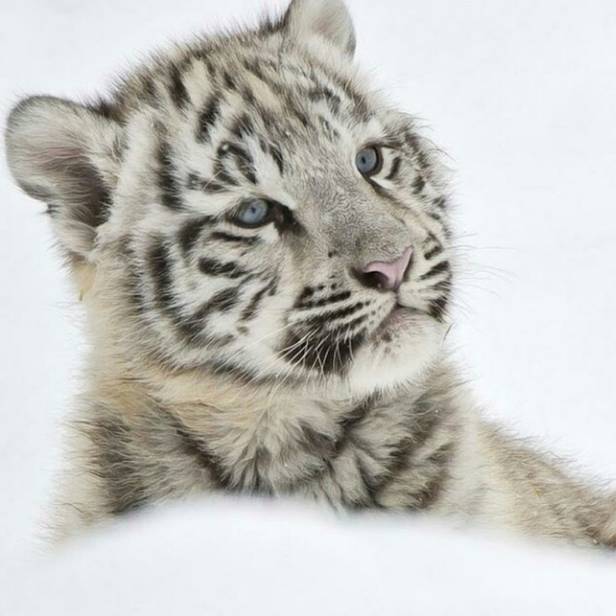 Алмазная мозаика белый тигр 5d 50x40см