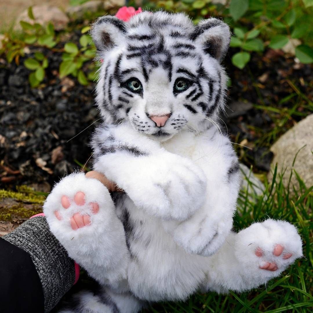 Милый белый Тигренок