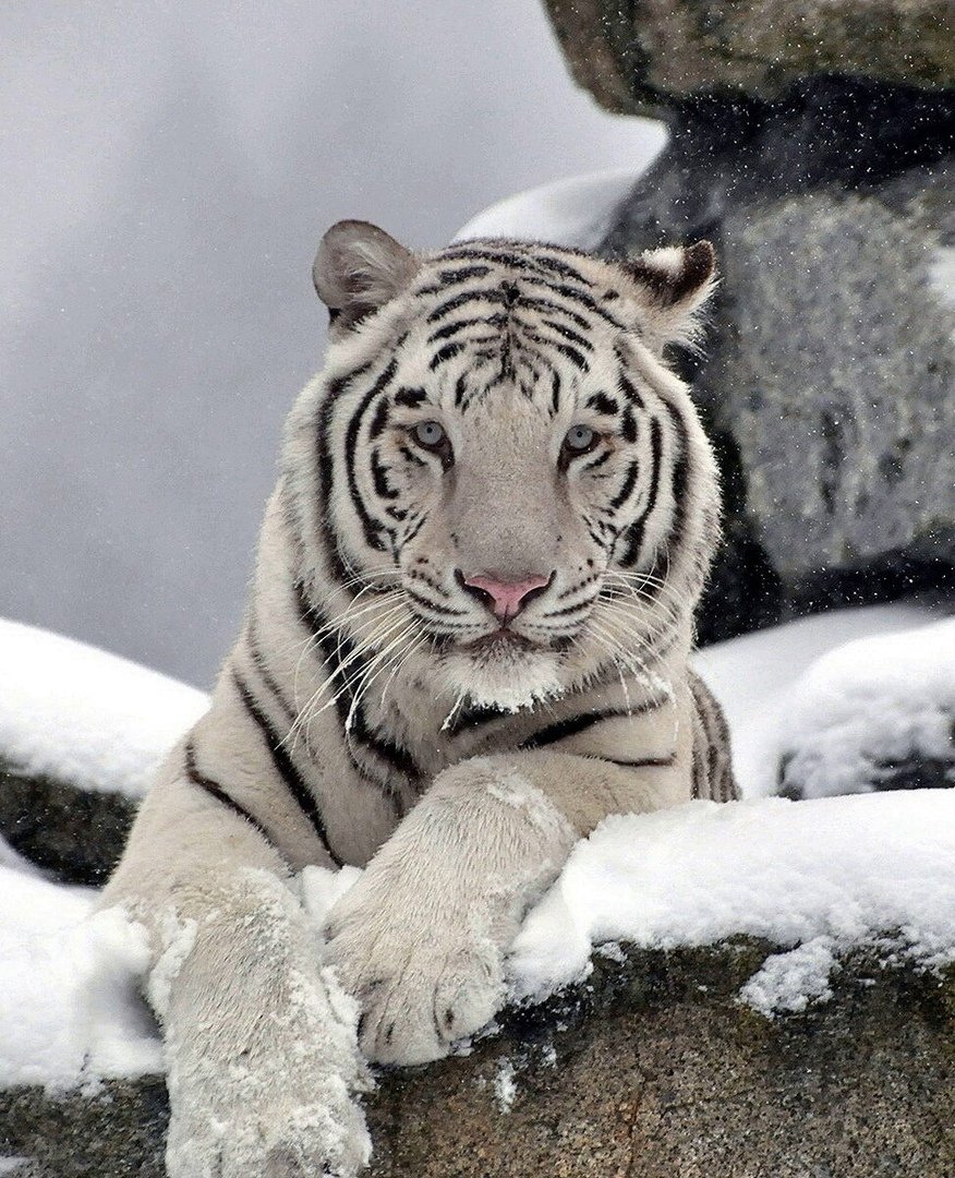 Белый тигр с бабочками