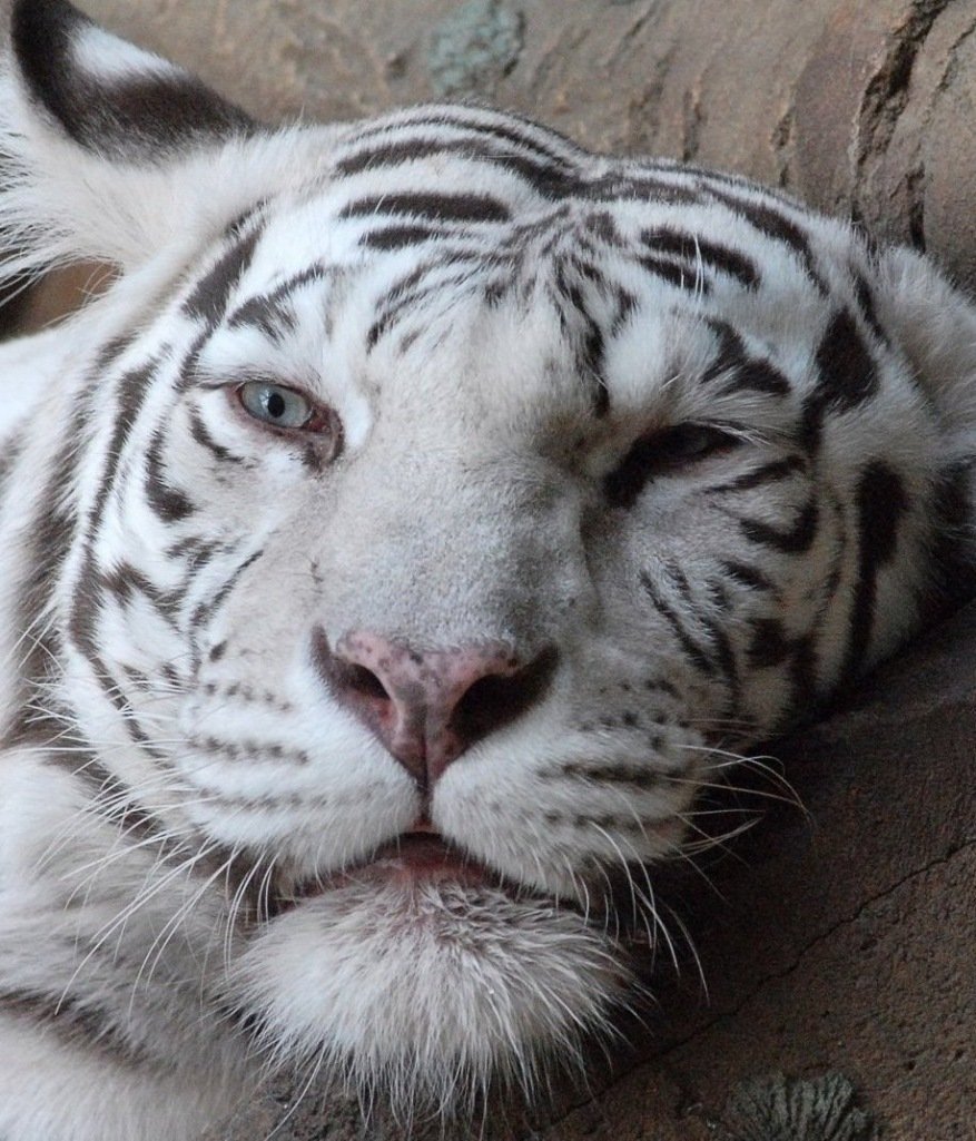 Белый Тигренок