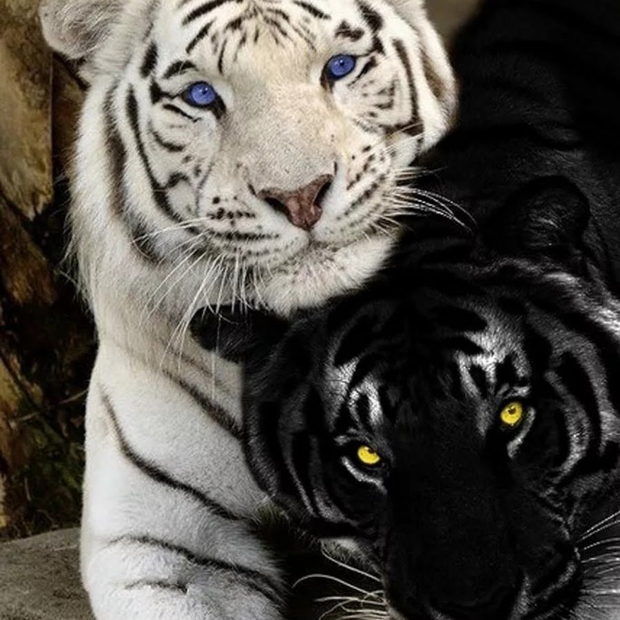 Тигренок альбинос