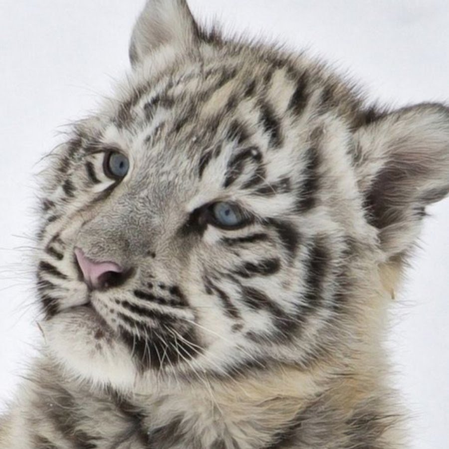 Минималистичный Тигренок