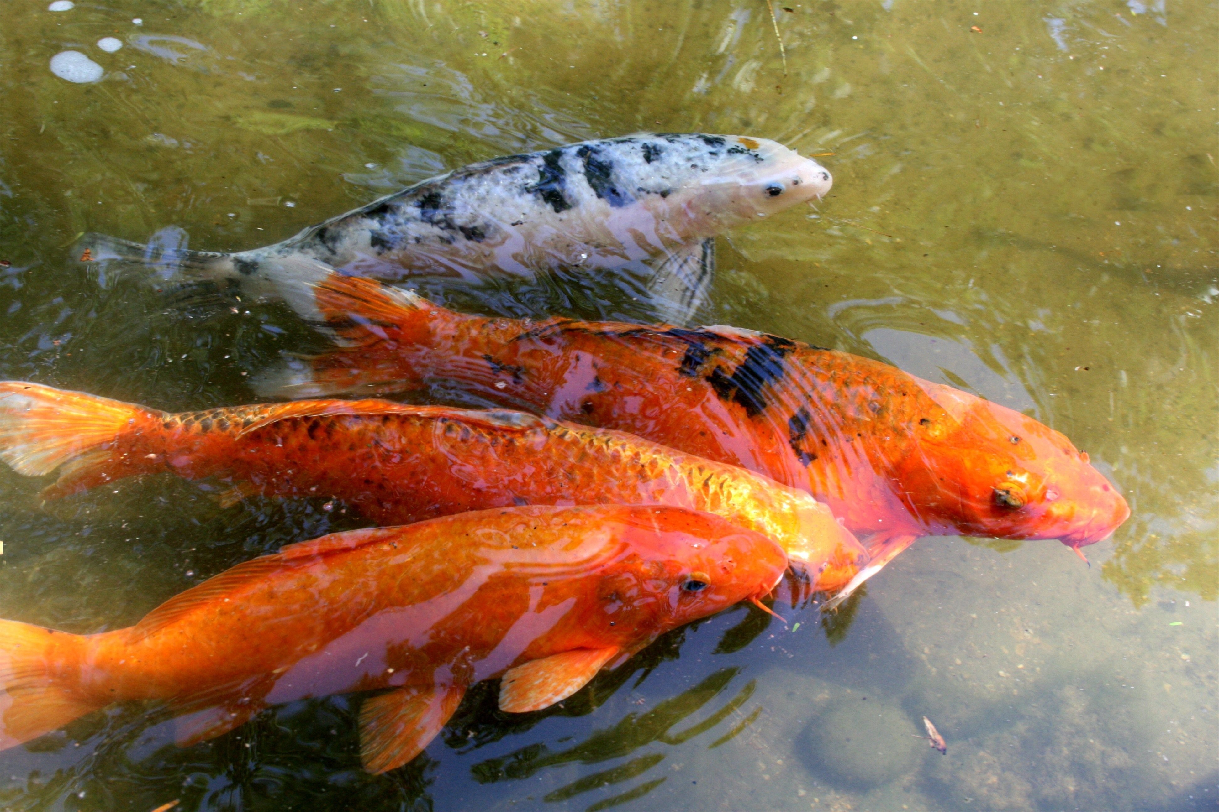 Красная рыба в реке. Карп кои золотой вуалевый. Карпы кои. Японский вуалевый Карп - кои. Вуалевый Карп кои оранжевый.