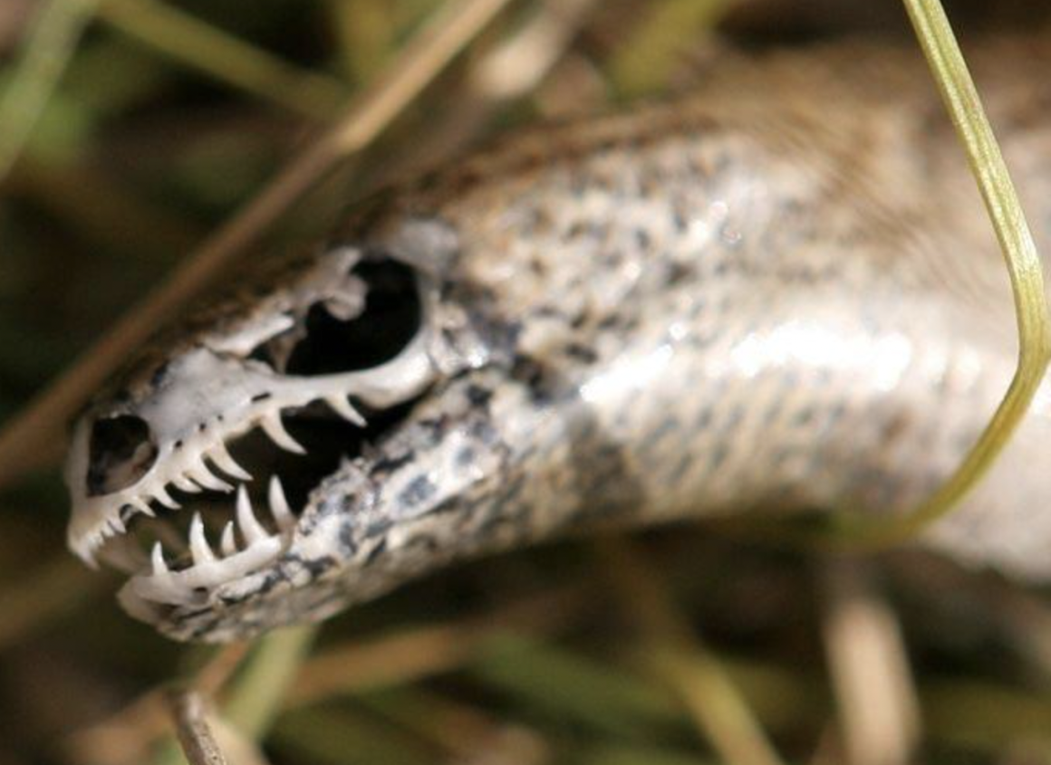 Ломкая веретеница зубы