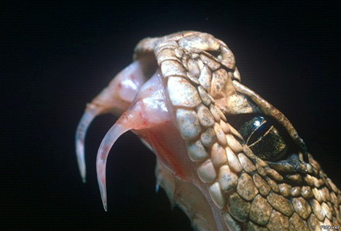 Строение ротовой полости змеи