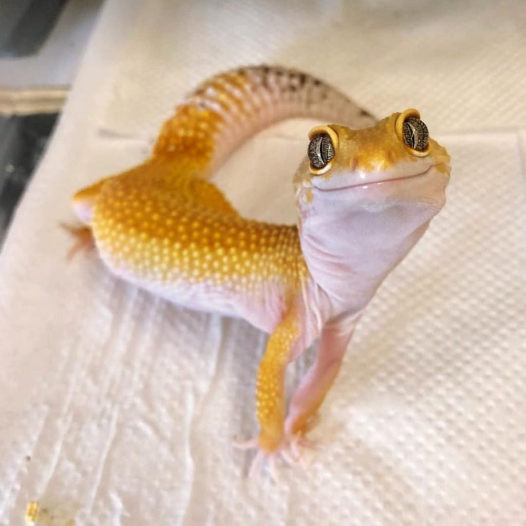 Сцинк синеязыкий гигантский