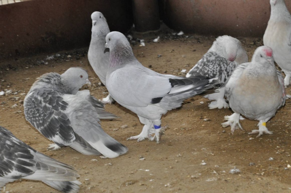 Голуби турецкая Такла