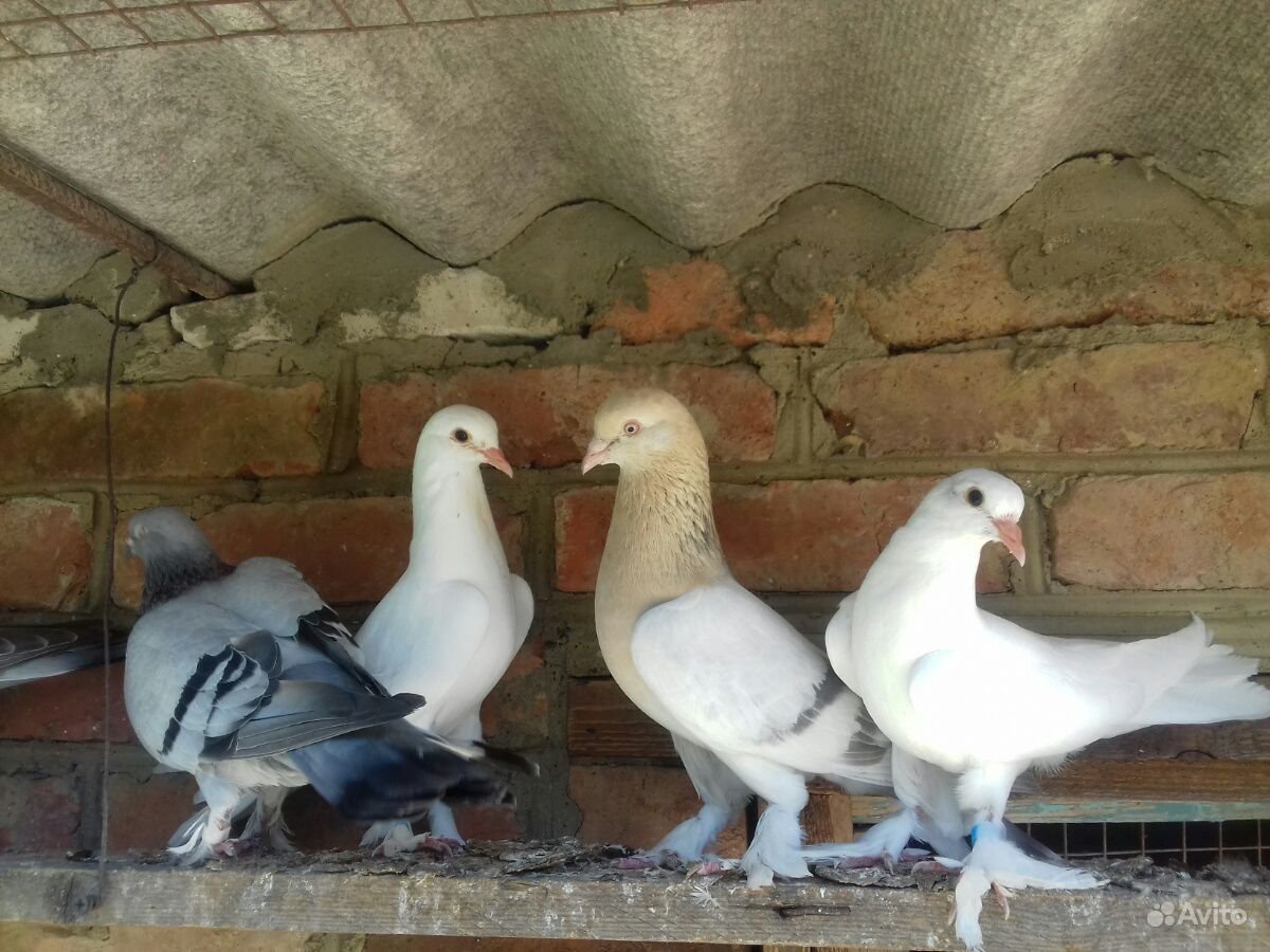 Коричневый сизый голубь