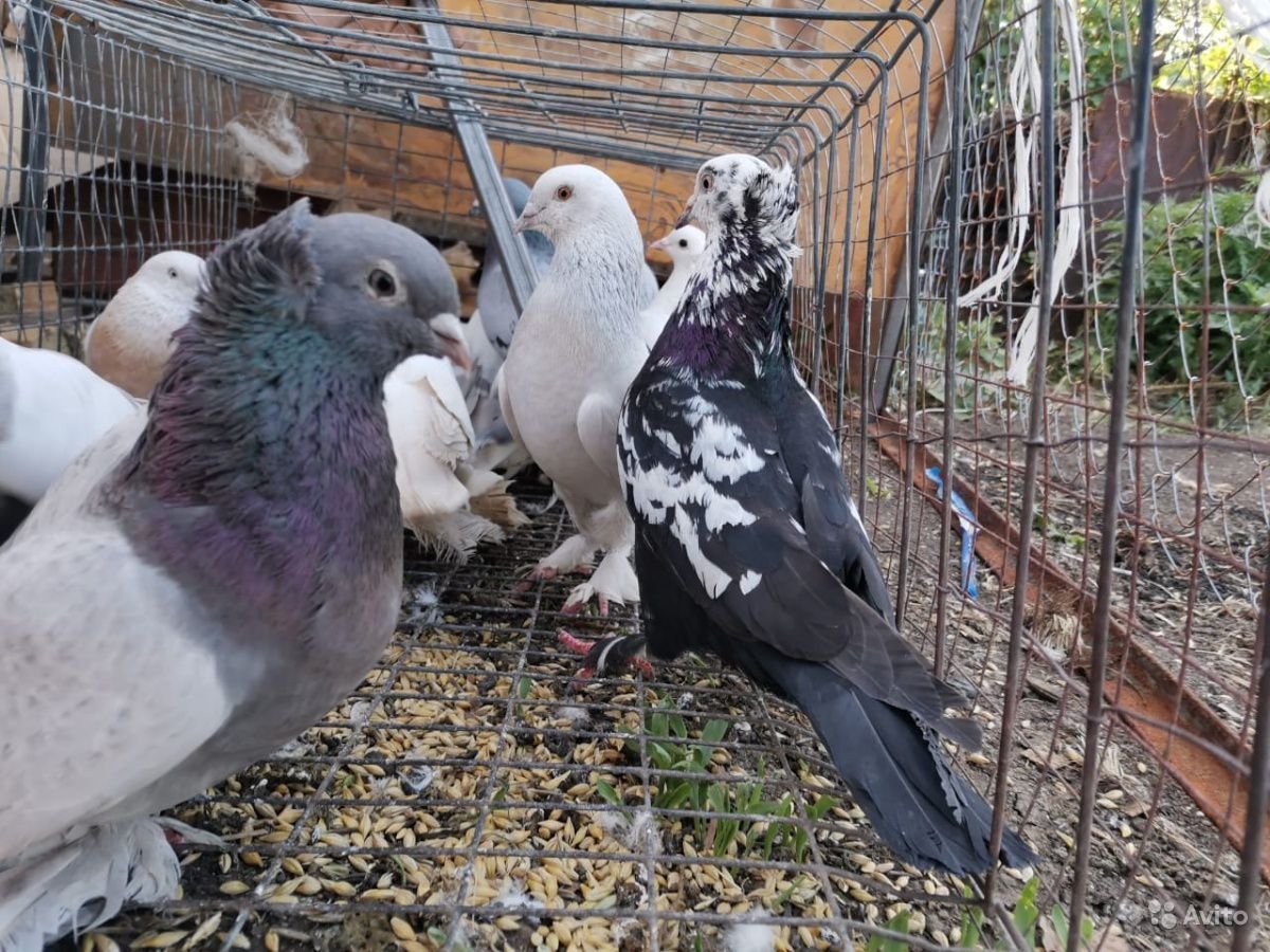Голуби турецкая Такла белые