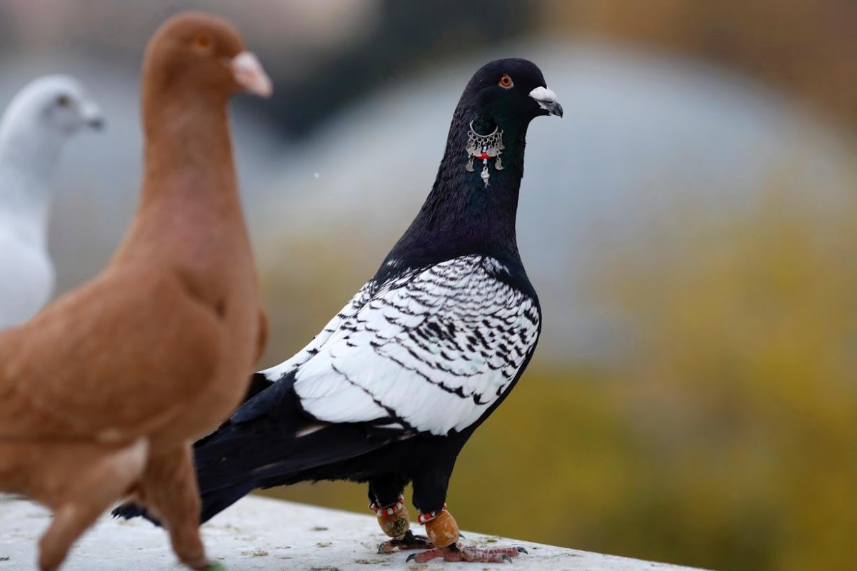 Китайская Чайка (порода голубей)