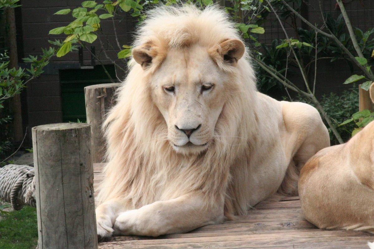 Азиатский (Гирский) Лев