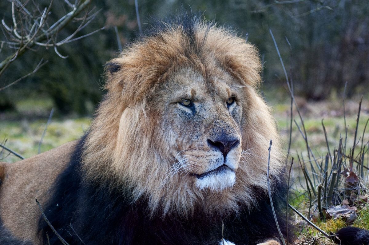 Пропавший Лев