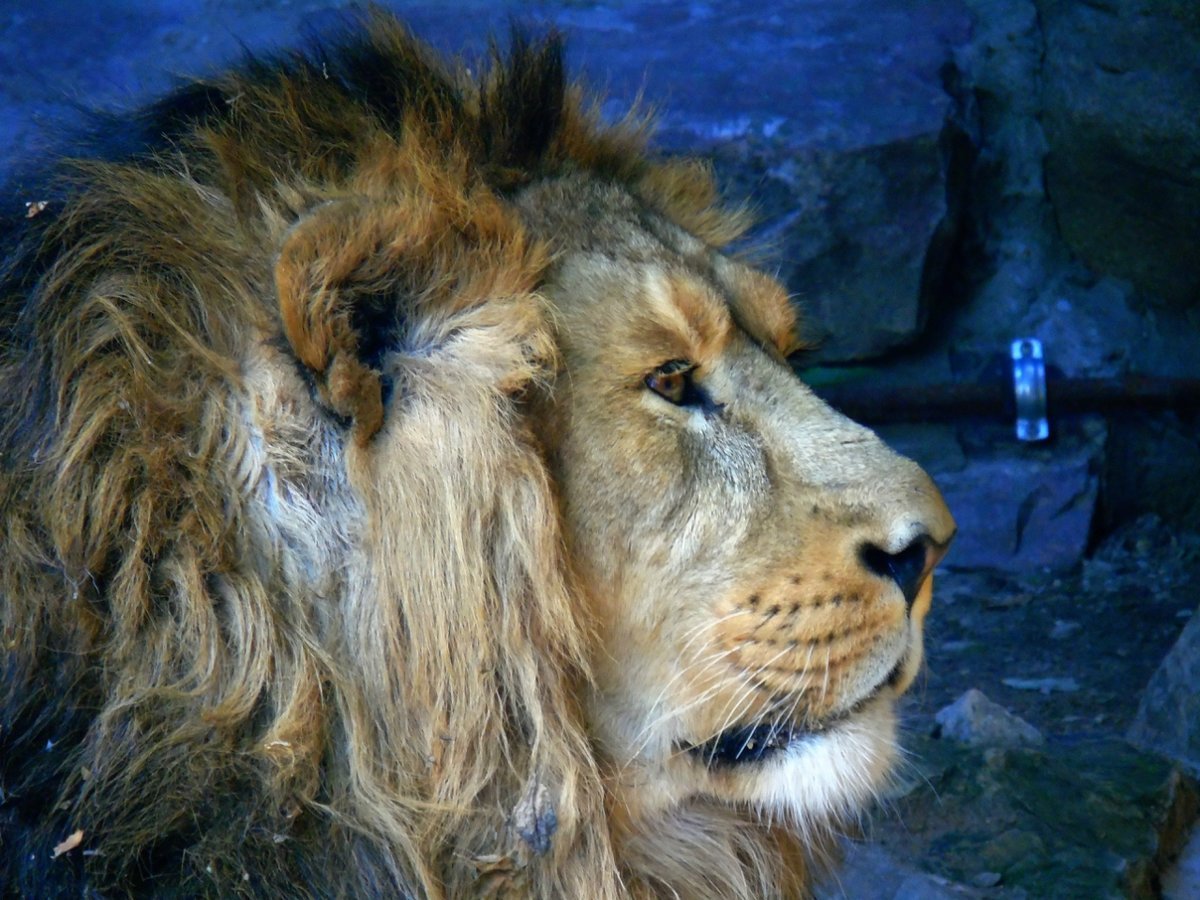 Туранский тигр против берберийского Льва