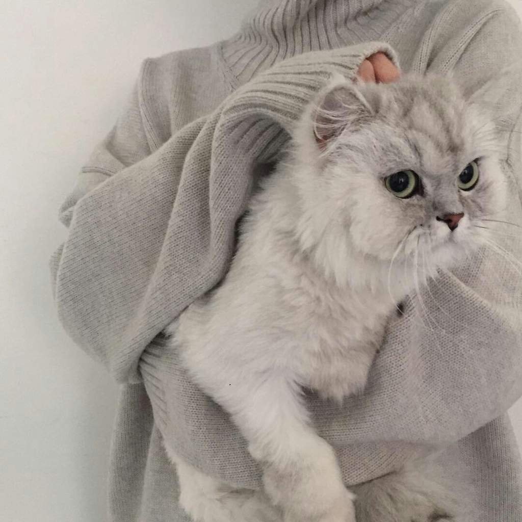 Милые котики Эстетика