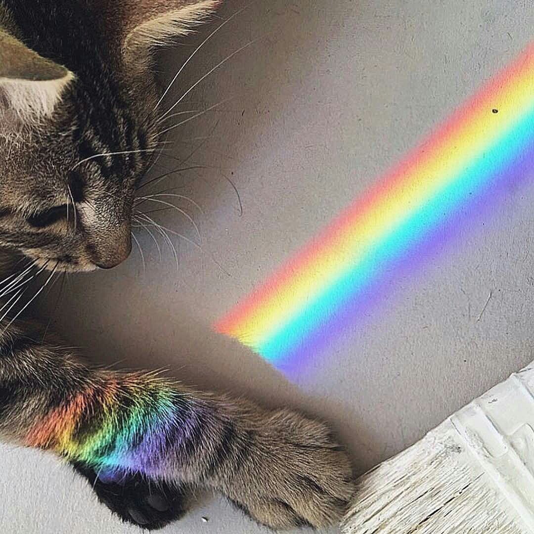 Котенок с крылышками