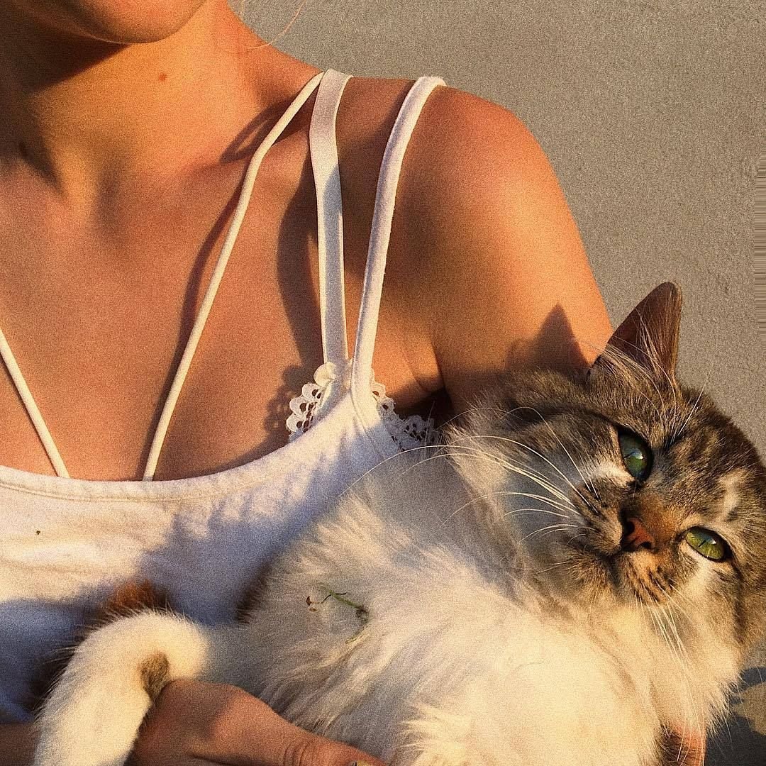 Сохраненки котов