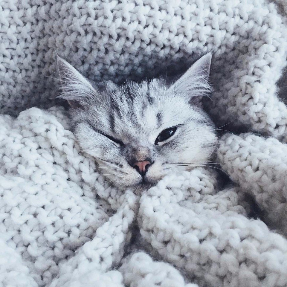 Котики Эстетика