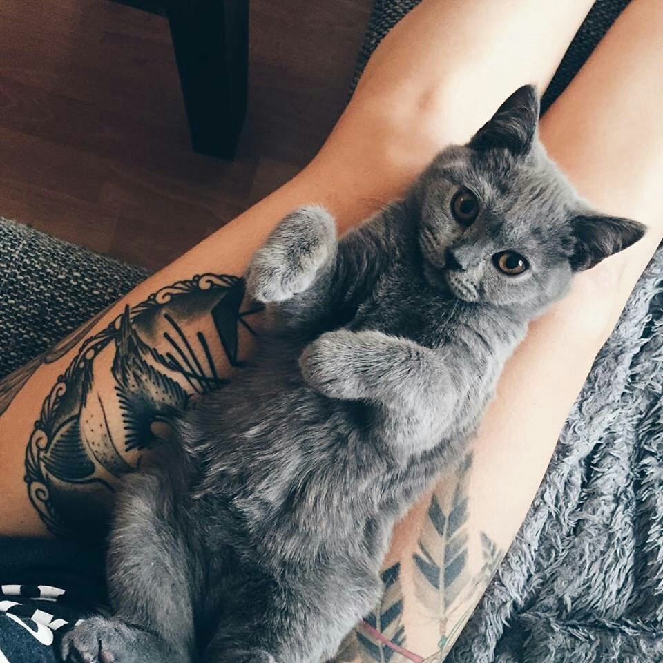 Котик в цветах Эстетика