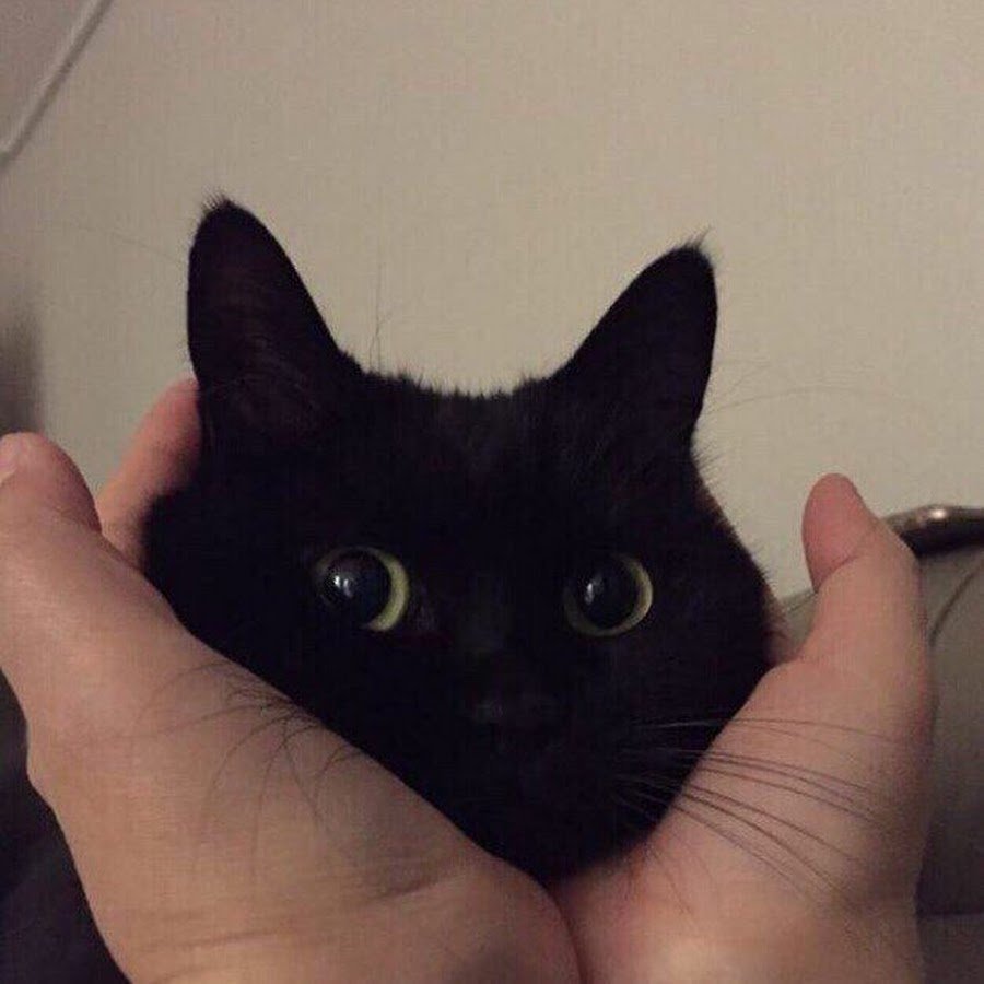 Маленькие котята Эстетика