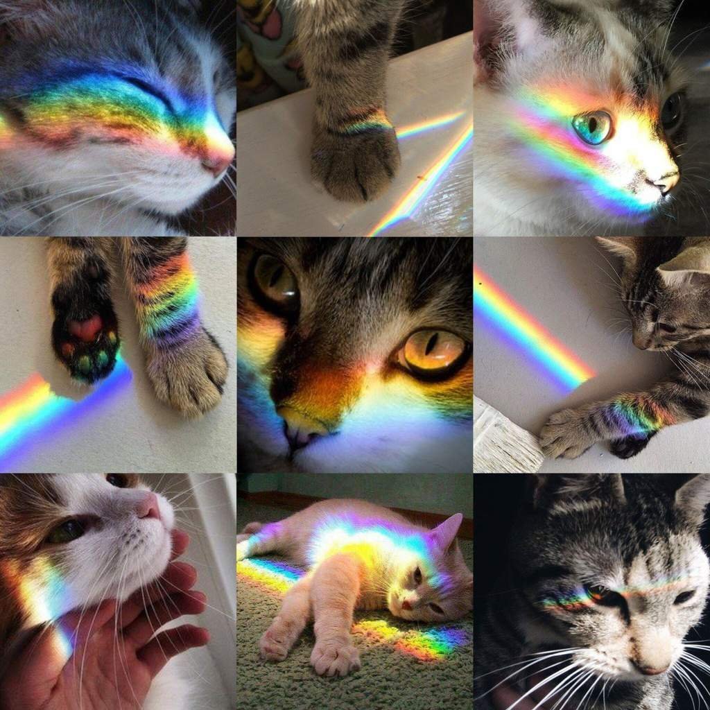 Бежевый котенок