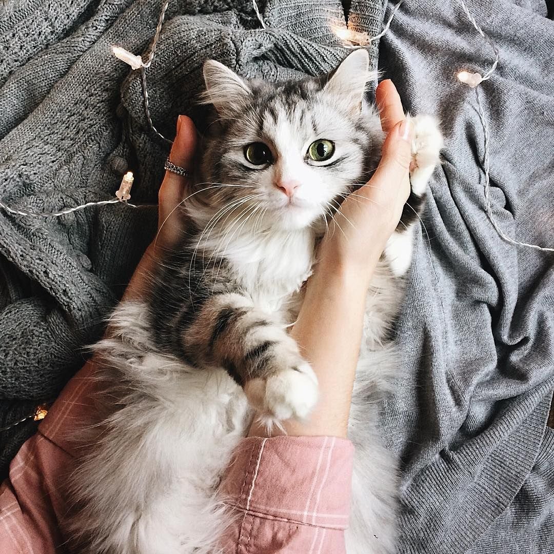 Эстетика серых котов