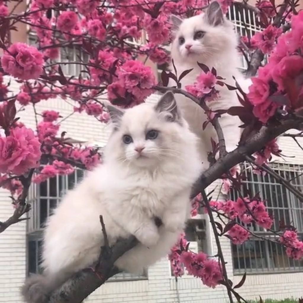 Котики с сердечками над головой