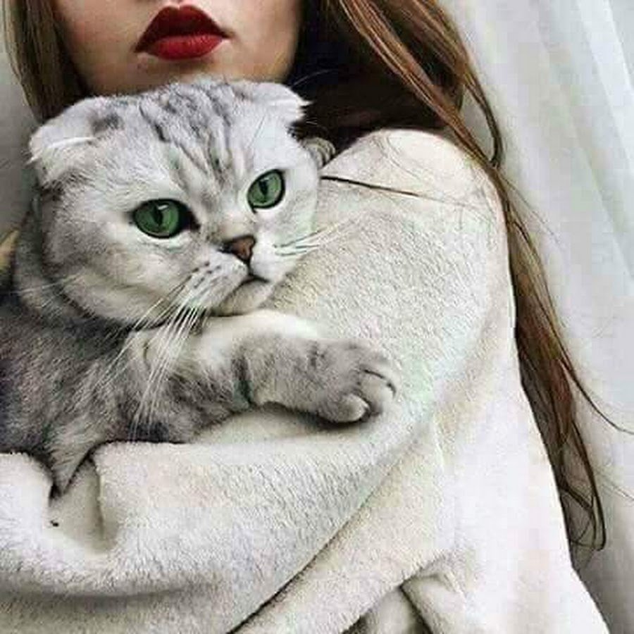 Милые кошки сохраненки