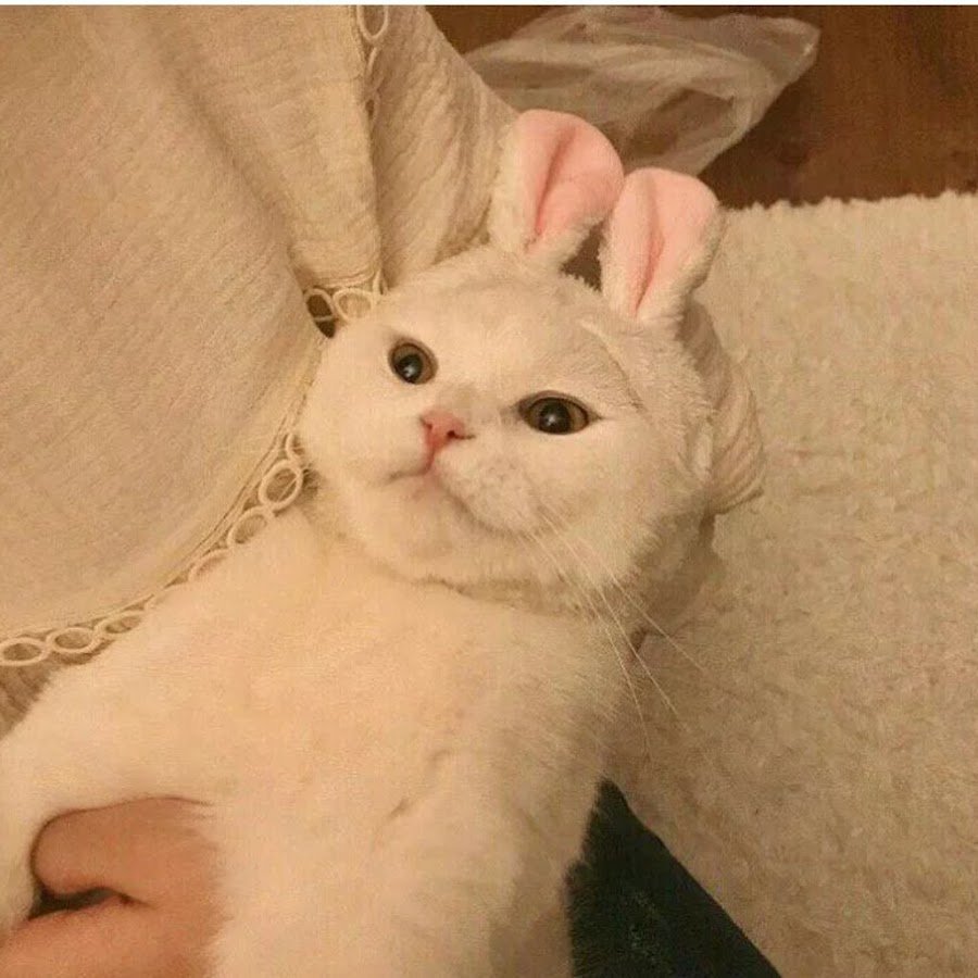 Котики Эстетика