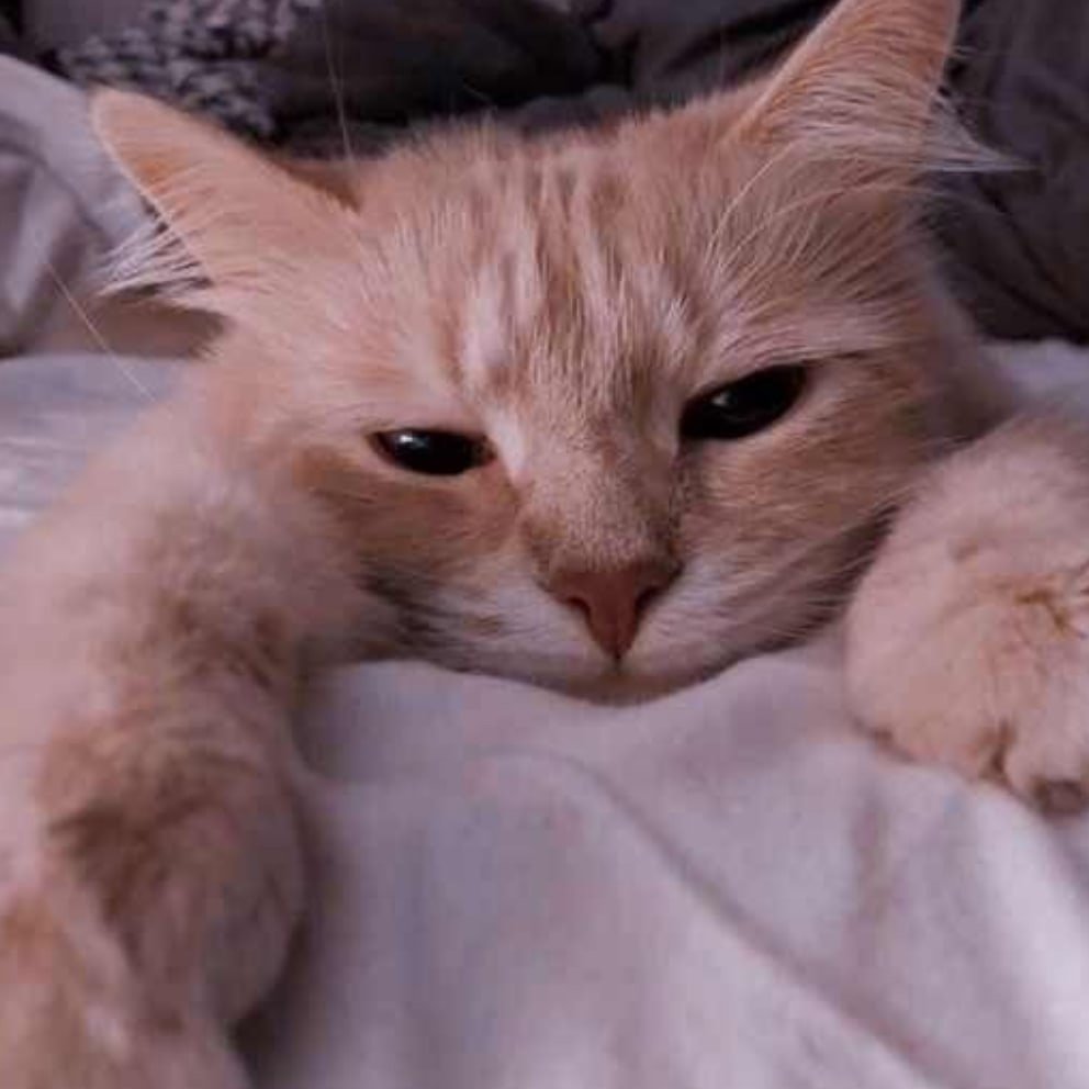 Милые пикчи с котами