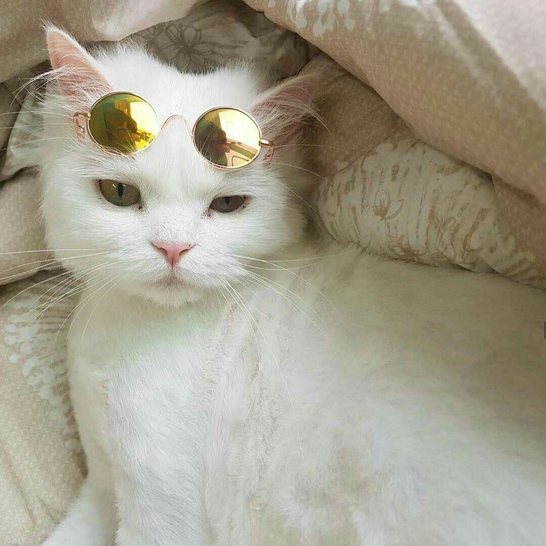 Кот в очках Эстетика