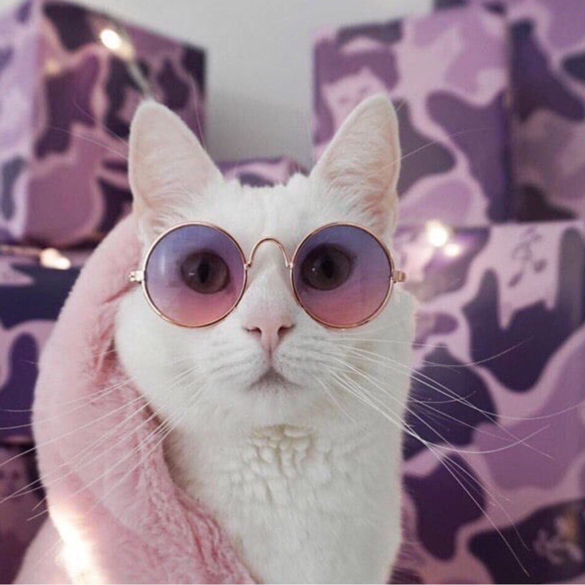 Парные котики