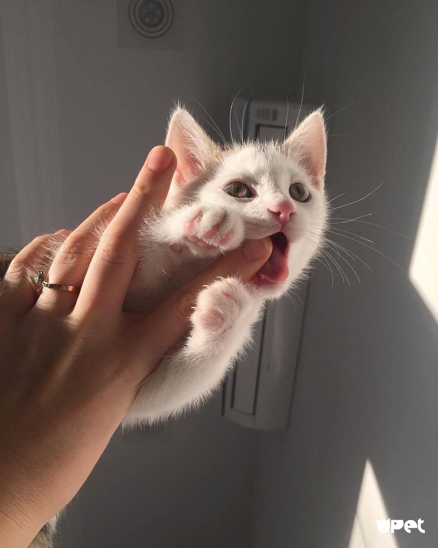 Милые фоточки с котиками