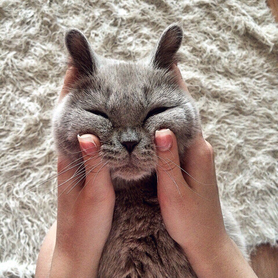 Котики Эстетика