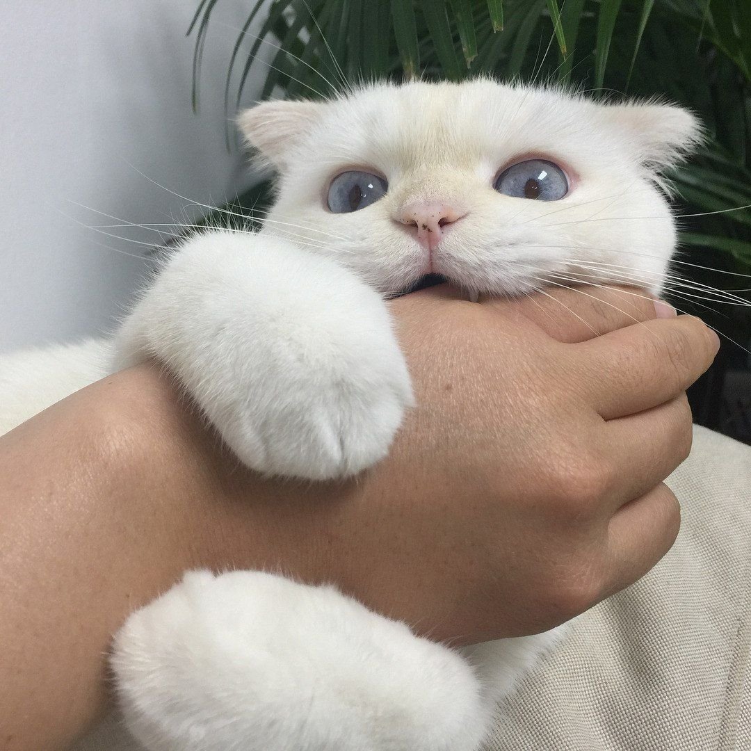 Серый кот Эстетика