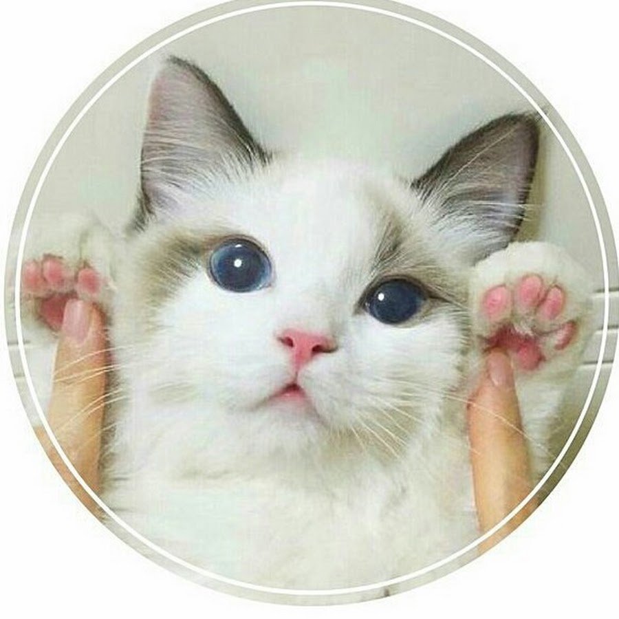 Котики Эстетика