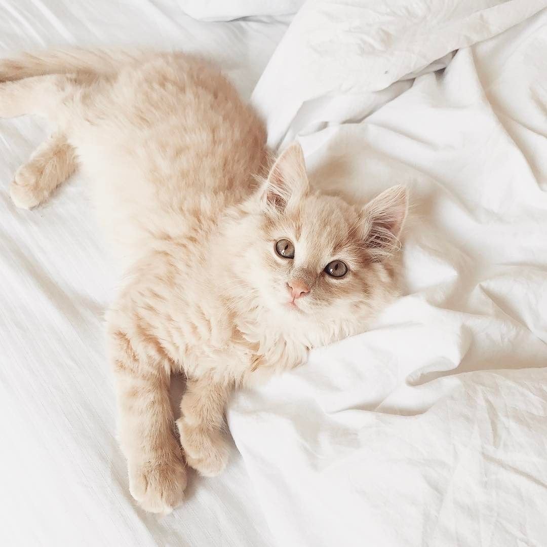 Котики Эстетика